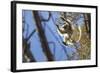 Golden-Crowned Sifaka (Propithecus Tattersalli) Leaping Through Forest Canopy-Nick Garbutt-Framed Photographic Print