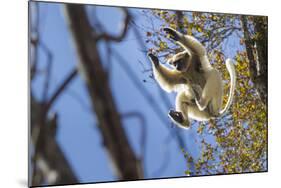 Golden-Crowned Sifaka (Propithecus Tattersalli) Leaping Through Forest Canopy-Nick Garbutt-Mounted Photographic Print