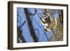 Golden-Crowned Sifaka (Propithecus Tattersalli) Leaping Through Forest Canopy-Nick Garbutt-Framed Photographic Print