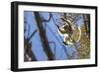 Golden-Crowned Sifaka (Propithecus Tattersalli) Leaping Through Forest Canopy-Nick Garbutt-Framed Photographic Print