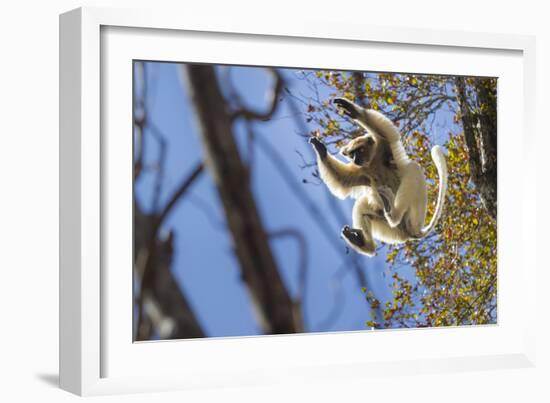 Golden-Crowned Sifaka (Propithecus Tattersalli) Leaping Through Forest Canopy-Nick Garbutt-Framed Photographic Print