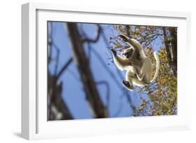 Golden-Crowned Sifaka (Propithecus Tattersalli) Leaping Through Forest Canopy-Nick Garbutt-Framed Photographic Print