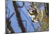 Golden-Crowned Sifaka (Propithecus Tattersalli) Leaping Through Forest Canopy-Nick Garbutt-Mounted Photographic Print