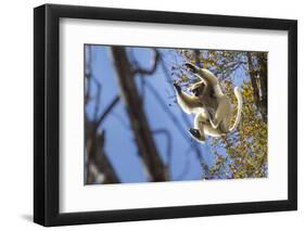 Golden-Crowned Sifaka (Propithecus Tattersalli) Leaping Through Forest Canopy-Nick Garbutt-Framed Photographic Print