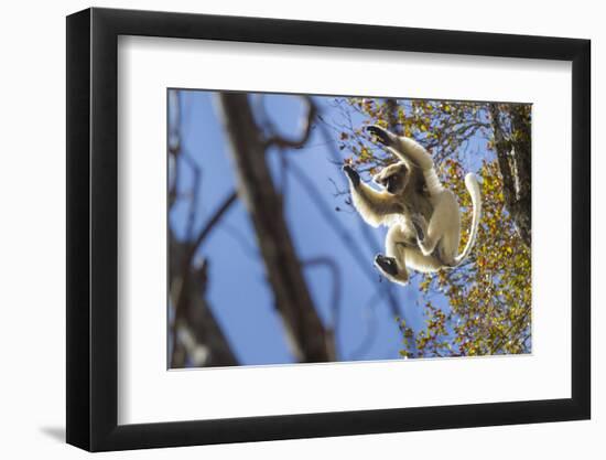 Golden-Crowned Sifaka (Propithecus Tattersalli) Leaping Through Forest Canopy-Nick Garbutt-Framed Photographic Print