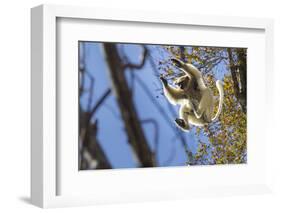 Golden-Crowned Sifaka (Propithecus Tattersalli) Leaping Through Forest Canopy-Nick Garbutt-Framed Photographic Print