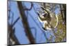 Golden-Crowned Sifaka (Propithecus Tattersalli) Leaping Through Forest Canopy-Nick Garbutt-Mounted Photographic Print