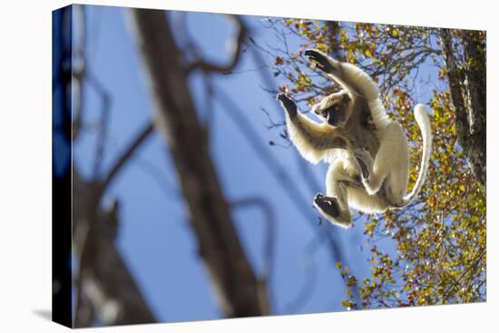 Golden-Crowned Sifaka (Propithecus Tattersalli) Leaping Through Forest Canopy-Nick Garbutt-Stretched Canvas