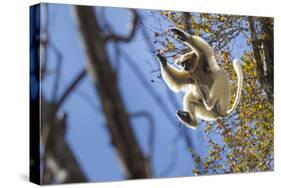 Golden-Crowned Sifaka (Propithecus Tattersalli) Leaping Through Forest Canopy-Nick Garbutt-Stretched Canvas