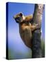 Golden Crowned Sifaka (Propithecus Tattersalli) Madagascar-Pete Oxford-Stretched Canvas