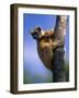 Golden Crowned Sifaka (Propithecus Tattersalli) Madagascar-Pete Oxford-Framed Photographic Print