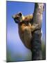 Golden Crowned Sifaka (Propithecus Tattersalli) Madagascar-Pete Oxford-Mounted Photographic Print