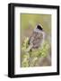 Golden-crowned sparrow-Ken Archer-Framed Photographic Print