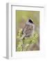 Golden-crowned sparrow-Ken Archer-Framed Photographic Print