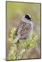 Golden-crowned sparrow-Ken Archer-Mounted Photographic Print