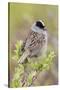 Golden-crowned sparrow-Ken Archer-Stretched Canvas