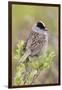 Golden-crowned sparrow-Ken Archer-Framed Premium Photographic Print