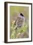 Golden-crowned sparrow-Ken Archer-Framed Photographic Print