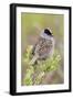 Golden-crowned sparrow-Ken Archer-Framed Photographic Print