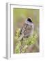 Golden-crowned sparrow-Ken Archer-Framed Photographic Print