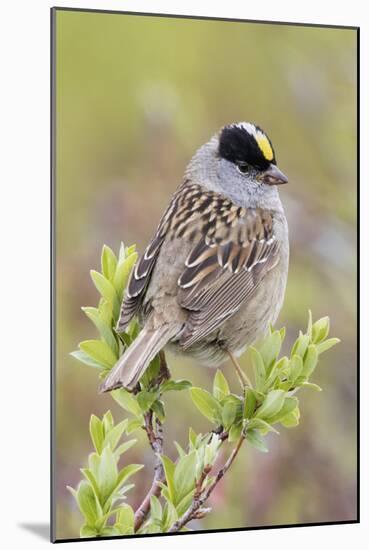 Golden-crowned sparrow-Ken Archer-Mounted Photographic Print