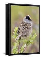 Golden-crowned sparrow-Ken Archer-Framed Stretched Canvas