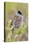 Golden-crowned sparrow-Ken Archer-Stretched Canvas
