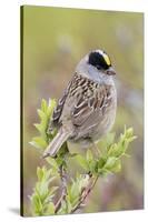 Golden-crowned sparrow-Ken Archer-Stretched Canvas