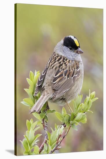 Golden-crowned sparrow-Ken Archer-Stretched Canvas