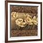 Golden Daffodils II-Linda Thompson-Framed Giclee Print