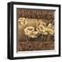 Golden Daffodils II-Linda Thompson-Framed Giclee Print