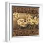 Golden Daffodils II-Linda Thompson-Framed Giclee Print