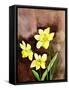 Golden Daffodils-Neela Pushparaj-Framed Stretched Canvas
