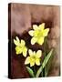Golden Daffodils-Neela Pushparaj-Stretched Canvas