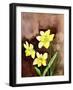 Golden Daffodils-Neela Pushparaj-Framed Photographic Print