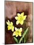 Golden Daffodils-Neela Pushparaj-Mounted Photographic Print