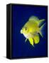 Golden Damselfish (Amblyglyphidodon Aureus) a Zoo Plankton Feeding Coral Reef Fish-Louise Murray-Framed Stretched Canvas