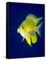 Golden Damselfish (Amblyglyphidodon Aureus) a Zoo Plankton Feeding Coral Reef Fish-Louise Murray-Framed Stretched Canvas