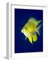 Golden Damselfish (Amblyglyphidodon Aureus) a Zoo Plankton Feeding Coral Reef Fish-Louise Murray-Framed Photographic Print