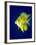 Golden Damselfish (Amblyglyphidodon Aureus) a Zoo Plankton Feeding Coral Reef Fish-Louise Murray-Framed Photographic Print