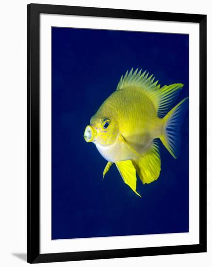 Golden Damselfish (Amblyglyphidodon Aureus) a Zoo Plankton Feeding Coral Reef Fish-Louise Murray-Framed Photographic Print