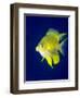 Golden Damselfish (Amblyglyphidodon Aureus) a Zoo Plankton Feeding Coral Reef Fish-Louise Murray-Framed Photographic Print