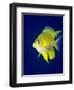 Golden Damselfish (Amblyglyphidodon Aureus) a Zoo Plankton Feeding Coral Reef Fish-Louise Murray-Framed Photographic Print