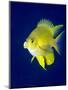 Golden Damselfish (Amblyglyphidodon Aureus) a Zoo Plankton Feeding Coral Reef Fish-Louise Murray-Mounted Photographic Print