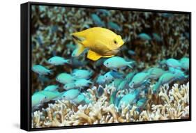 Golden Damselfish And Blue-green Chromis-Georgette Douwma-Framed Stretched Canvas