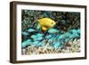 Golden Damselfish And Blue-green Chromis-Georgette Douwma-Framed Photographic Print