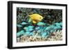 Golden Damselfish And Blue-green Chromis-Georgette Douwma-Framed Photographic Print