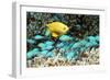 Golden Damselfish And Blue-green Chromis-Georgette Douwma-Framed Photographic Print