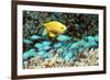 Golden Damselfish And Blue-green Chromis-Georgette Douwma-Framed Photographic Print