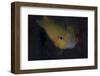 Golden Damselfish, Fiji-Stocktrek Images-Framed Photographic Print